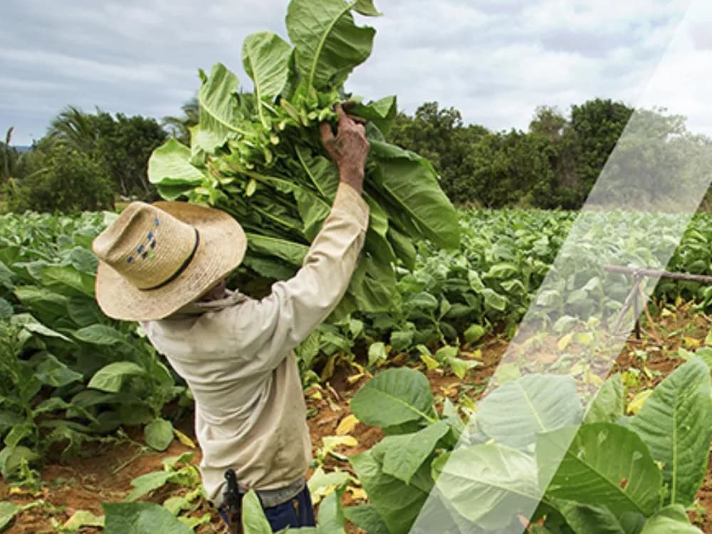 Agricultural sector is Our December theme
